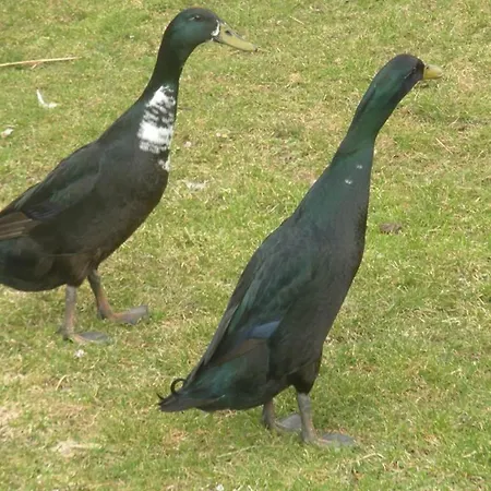 Hausebengut Çiftlik konaklama